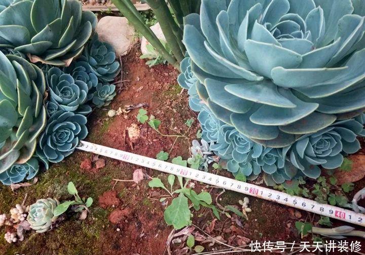 爸妈不在家,我在院子里疯狂种多肉,倍儿爽