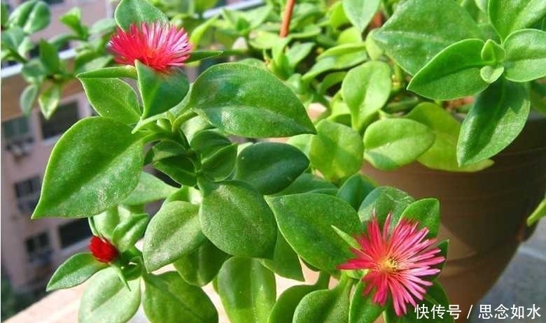 补血|路边常见的这种野菜，抗癌，补血，防感冒，最后一种预防口臭！