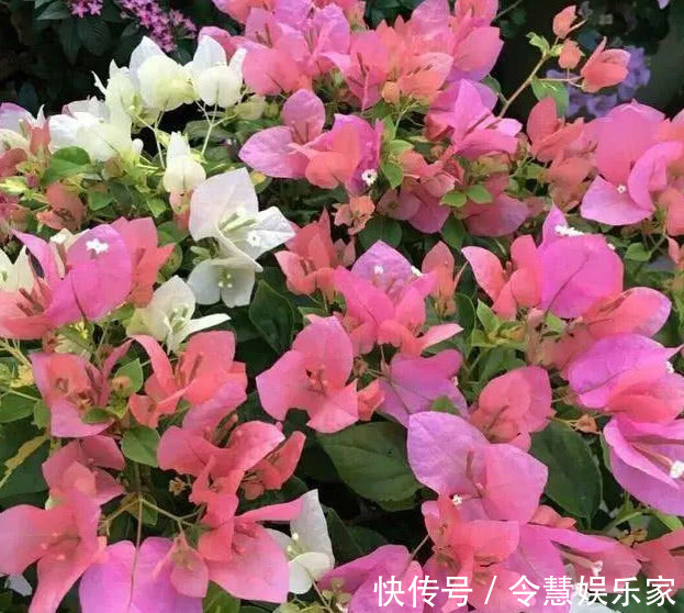 枝条|养好三角梅，学会“3个秘诀”，花团锦簇长得旺，年年开花不断！