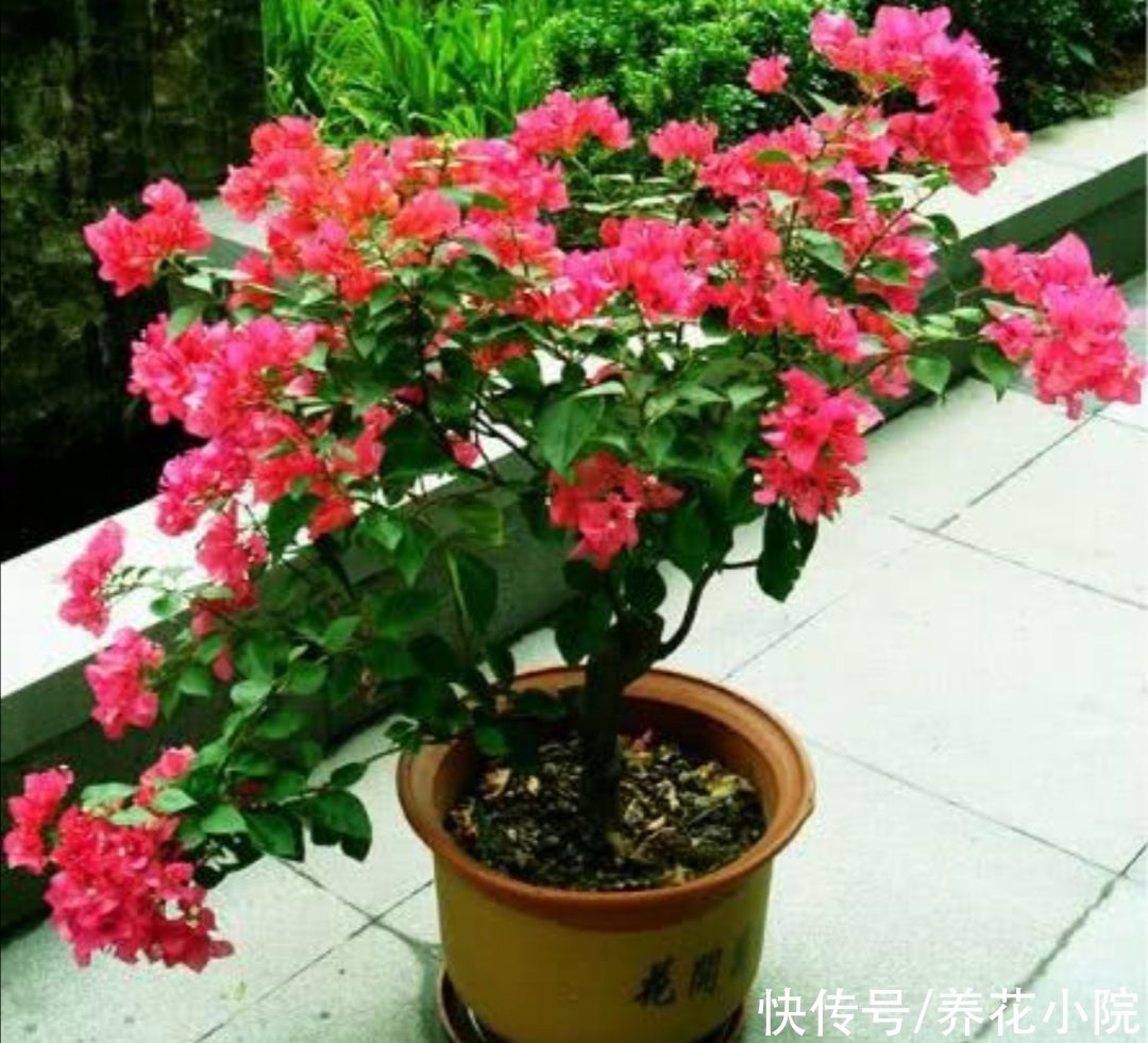 枝条|三角梅有“3喜1怕”，想要开花满盆，就要这么养