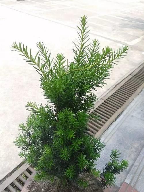 人称“植物大熊猫”,净化空气促健康,注意这5点红豆挂满枝!