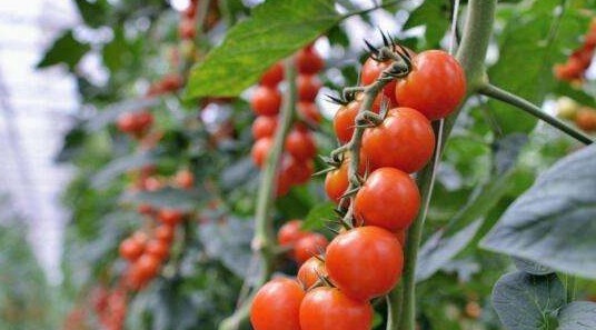 香蕉|经常吃水果的注意,三种水果不能吃,特别是第二种,患癌的风险高