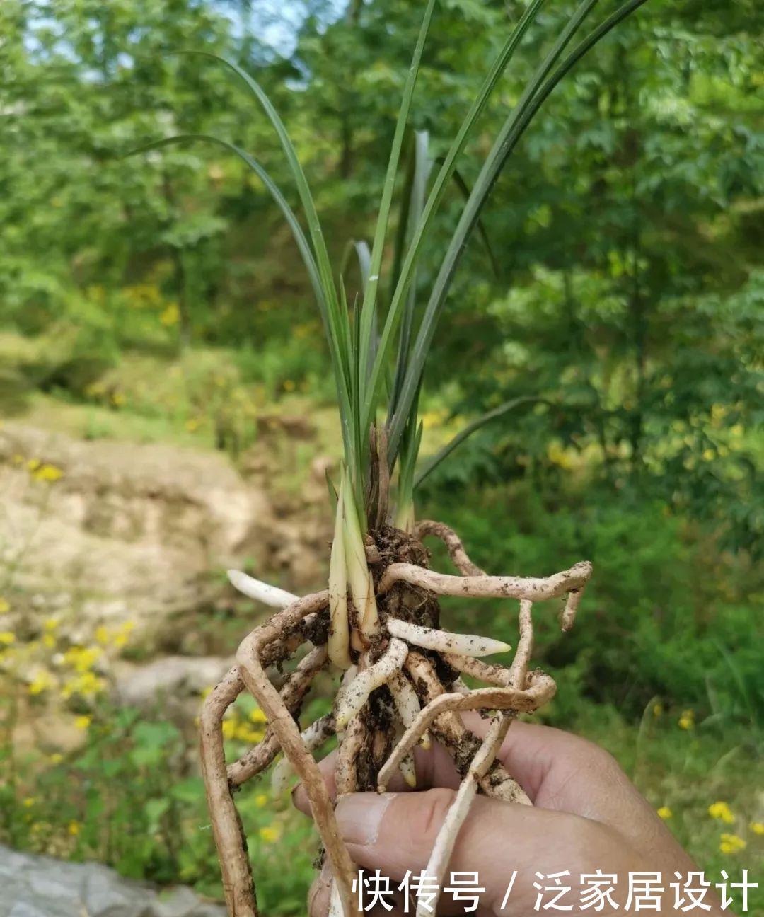 兰花快速生根有诀窍吗？兰友：照这4步操作，30天内就长新根