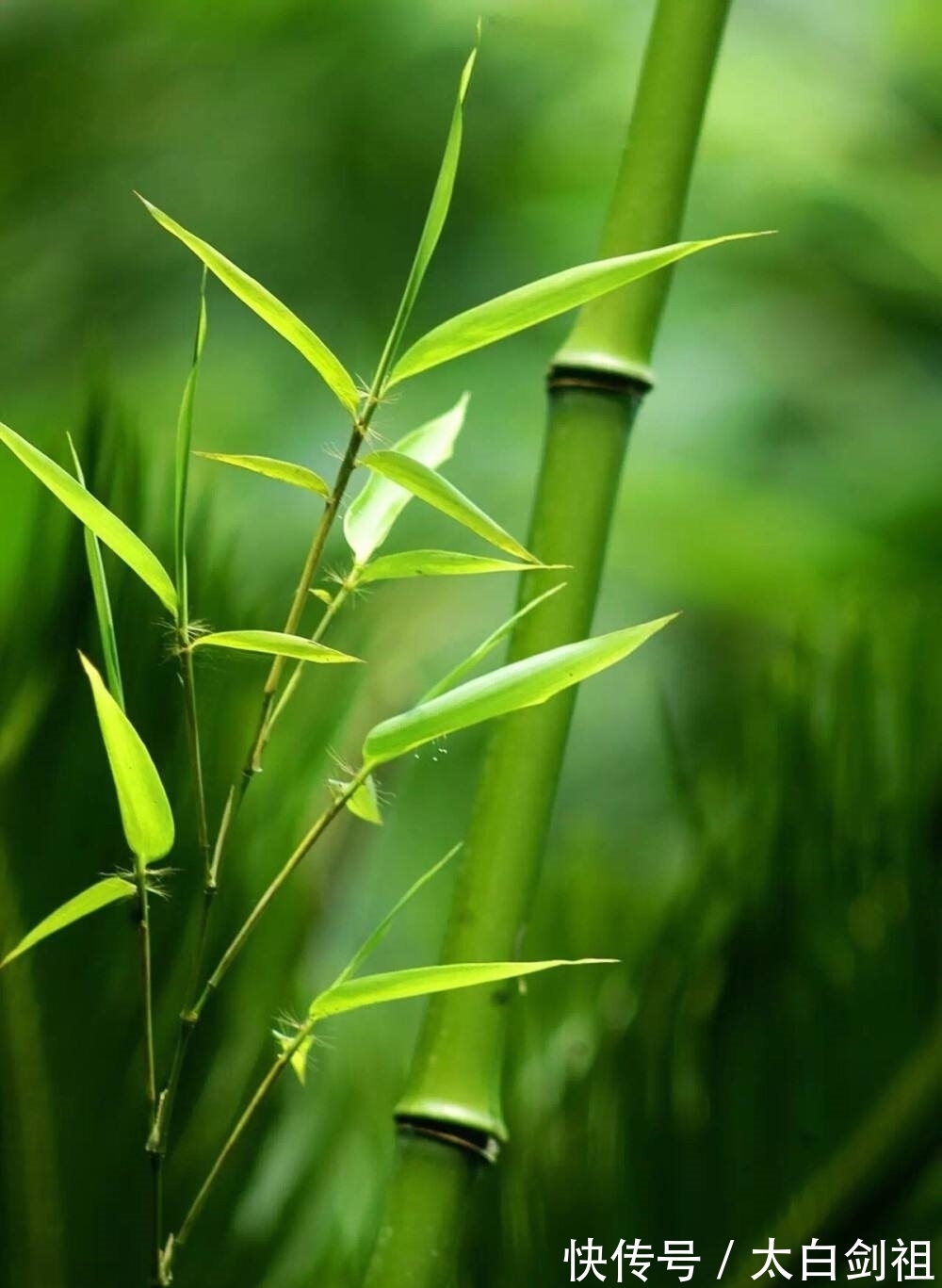 孟浩然！大诗人们的翠竹情怀，十二首著名的诗词，每一首都是经典