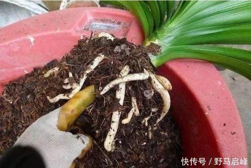 多肉多肉|换盆少做一件事,等于白换了,养一年也不长个