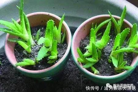 房子再小,也要养这3种花,好养又便宜,还能吸“有害气体”