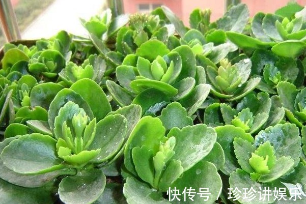 家中长寿花的插杆秘诀，掌握时机很重要，你清楚几个