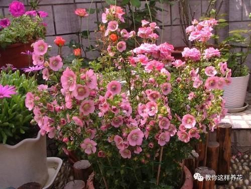 别养绿萝吊兰了,3种花剪根枝,插水里能活,开花一大片!