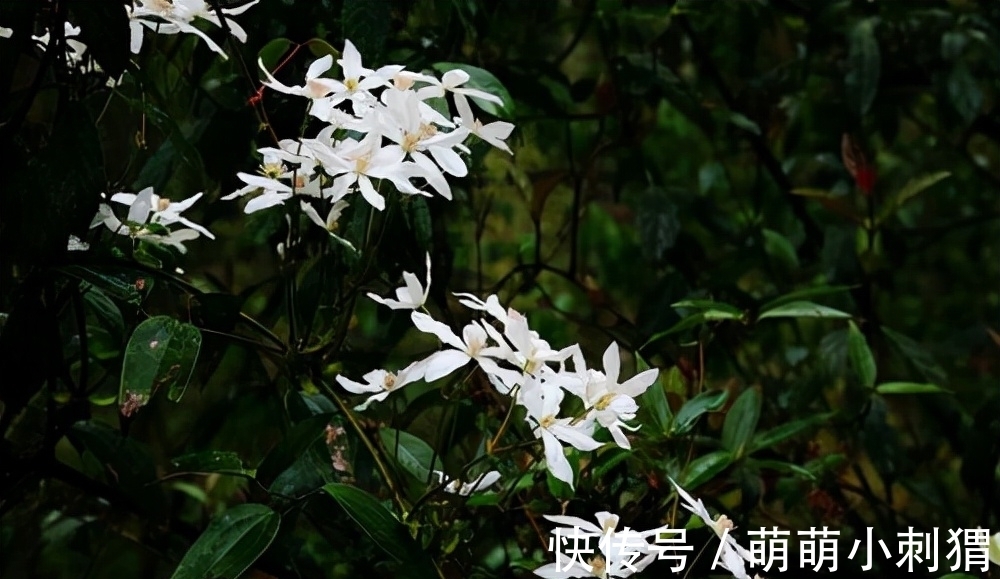 野木瓜|农村一种叫拿藤的野果,人称“九月黄”,一斤卖30元,吃过吗?