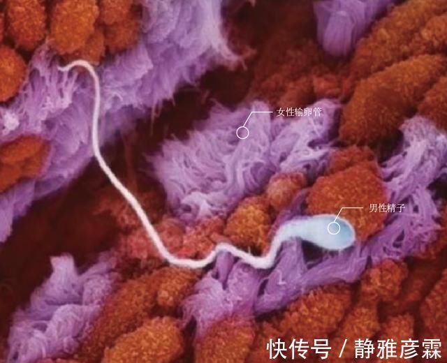 精子|胎儿是如何形成的10张图带你直观了解，看看生命有多神奇