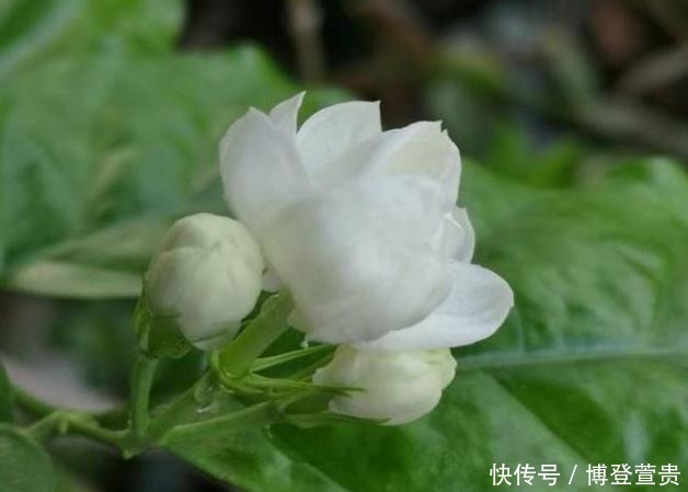 茉莉花僵苗怎么办?2个“动作”改过来,新芽又窜满,开花开不停