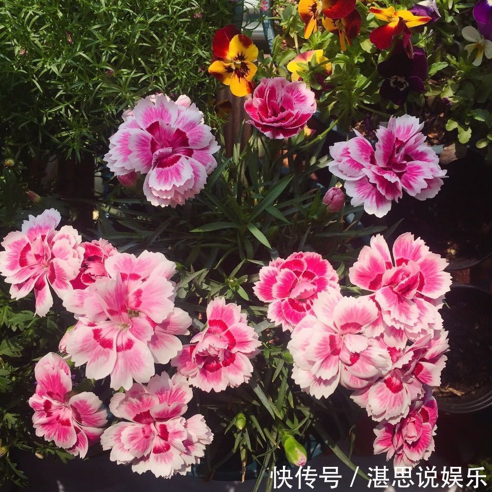 花卉|一种被低估的盆栽,花期超半年,漂亮又芳香,栽培容易,值得入手