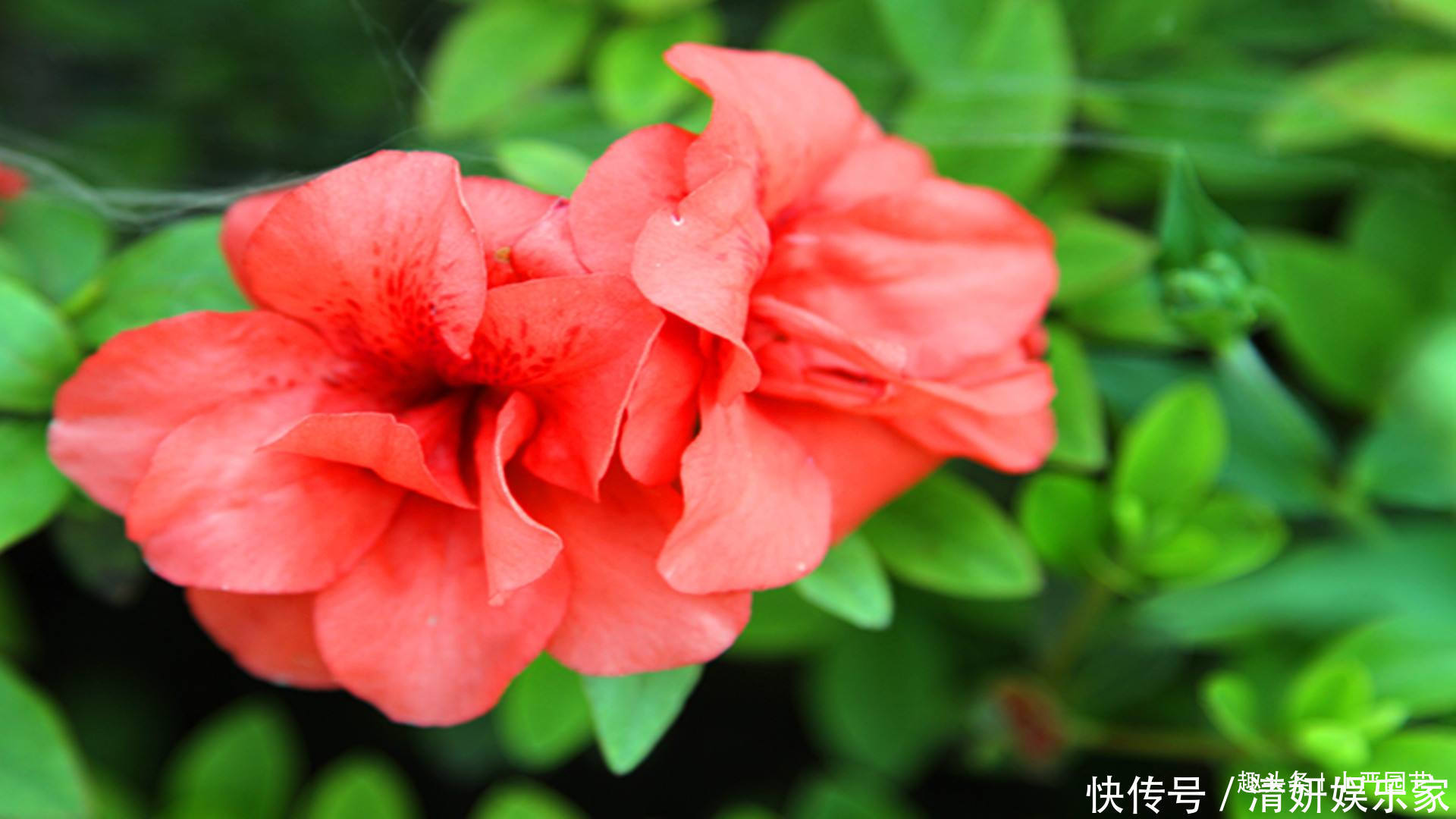 养杜鹃花做好两点,即使北方也可以花开爆盆