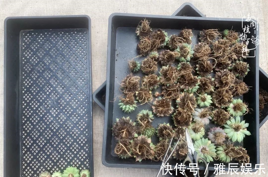 框子|这多肉拼盘这么仙!如何制作达人手把手教你制作长生草拼盘!