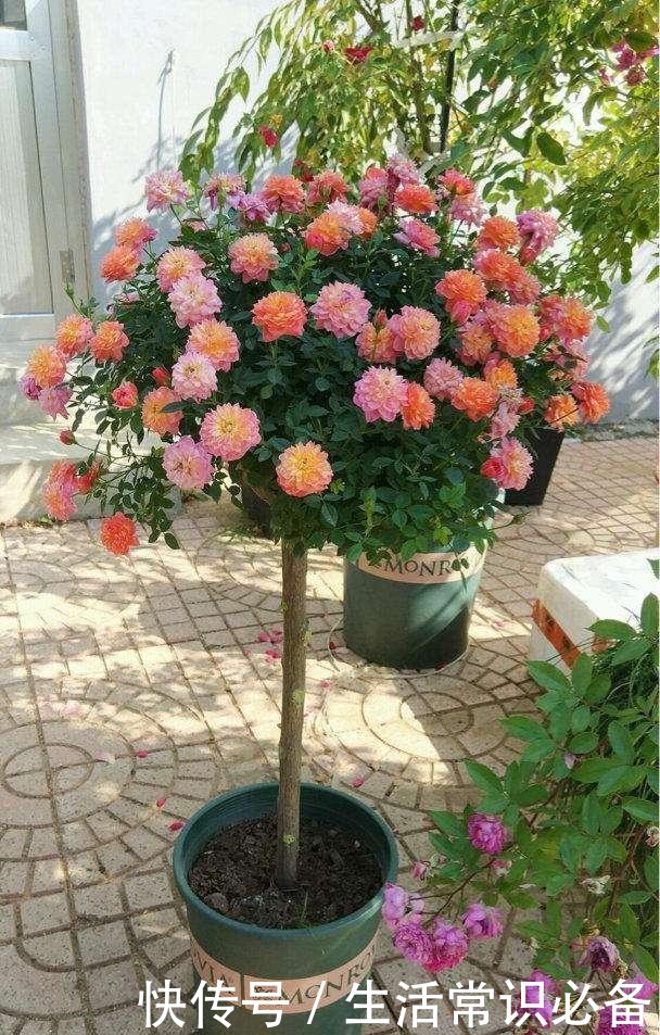 普通的月季苗，他养2年，变成一棵大花树，咋做到的！