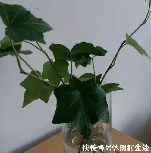 绿萝|这4种花 剪一段枝条丢水里就生根 家中绿意盎然!