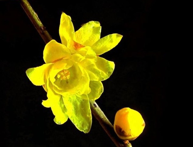 冬天没暖气，养这些花，零下五度冻不死，照样开花开的艳！