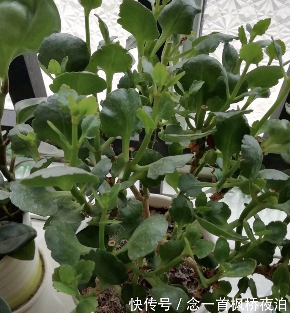 长寿花枝条太乱，秋天剪一剪，补上“1种肥”，呼呼冒花苞