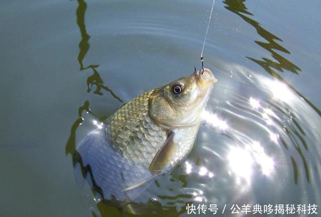  学习|垂钓干货浮漂“翩翩起舞”怎么办，学习这几招，轻松应对杂鱼闹