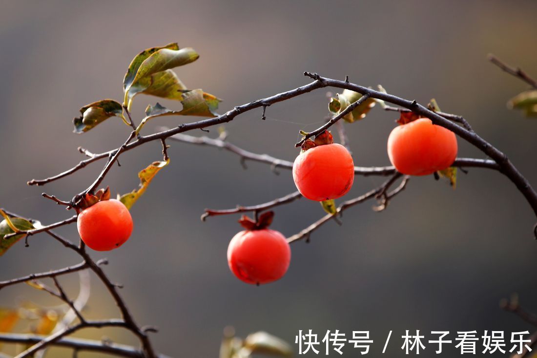 柿蒂|柿子蒂泡水太厲害，男人女人都離不開，可惜很多人不清楚