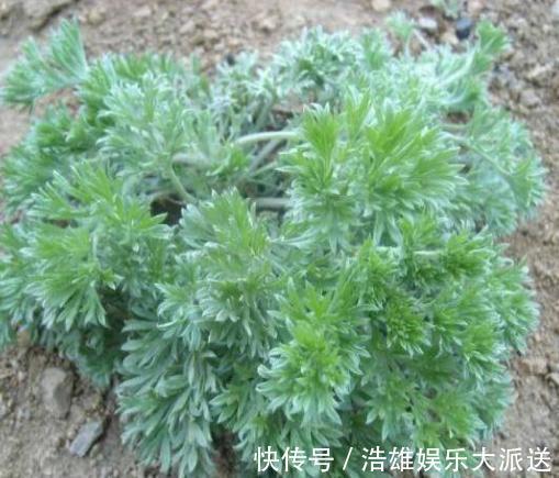 白蒿|日本人眼中的“长寿菜”,我国产量多吃得人却很少,大家吃过吗