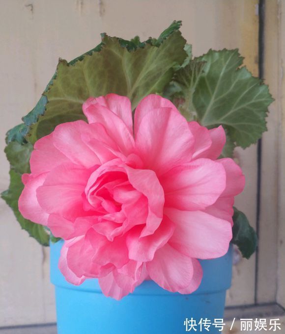 光照|一种盆栽花卉,开花不输大岩桐,比长寿花好养护,花期比月季还长