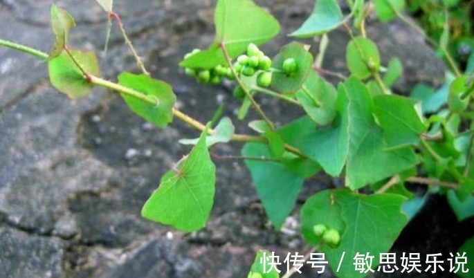 杂草|因全身长满刺常被忽视，却是治病良药，若长在你家路旁别当杂草