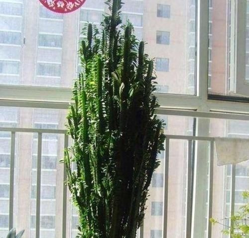 养花试试这几款，比牡丹还美，谁都能养好，轻轻松松爆满盆