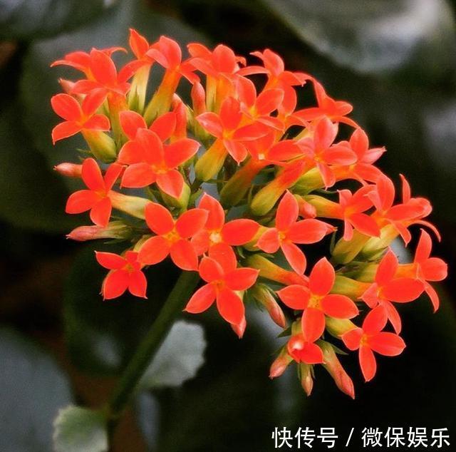 花盆|养殖长寿花,喂点“肥料”,一个月后就会很快“爆盆”