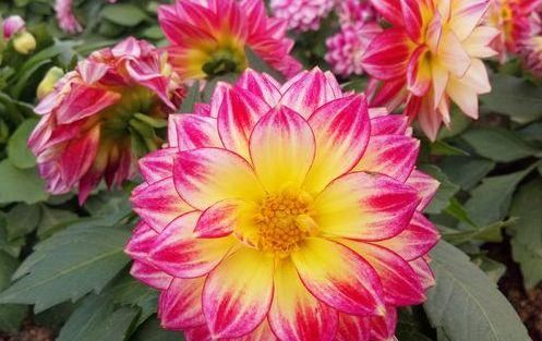  四溢|此花好养易活，四季有花开，观赏价值高，花香四溢