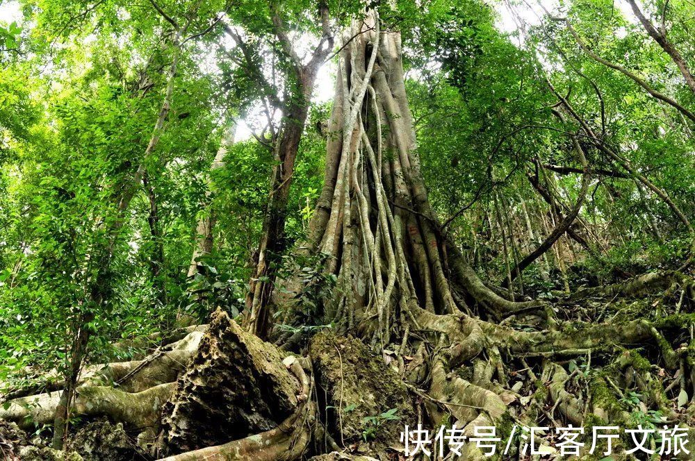 景迈山|原始雨林媲美缅甸，佛塔僧侣不输泰国，完美“复刻”东南亚风情