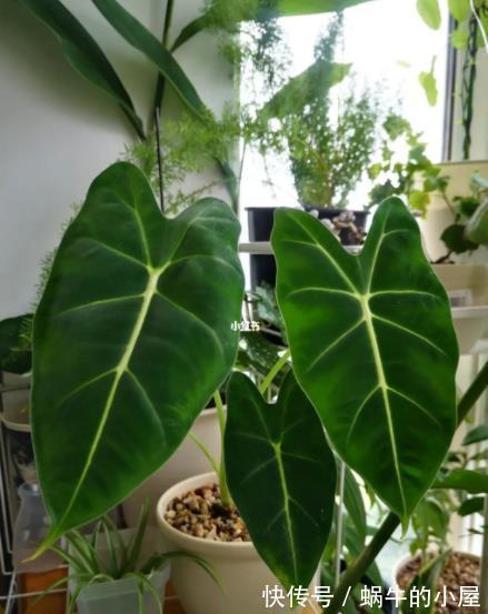 好养|盘点10种耐阴花,北阳台照样生机勃勃,皮实好养有格调