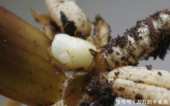 高手|高手养君子兰,1片叶子长1株,蘸点它2周窜白根,3年养200棵