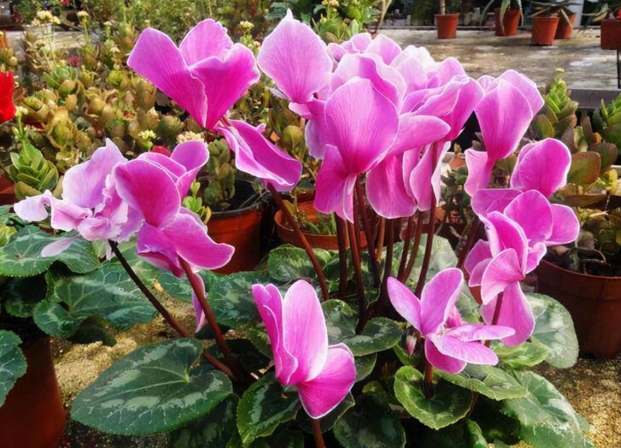 农历九月十八霜降后，养什么花？家里养3种花，充满活力青春常在