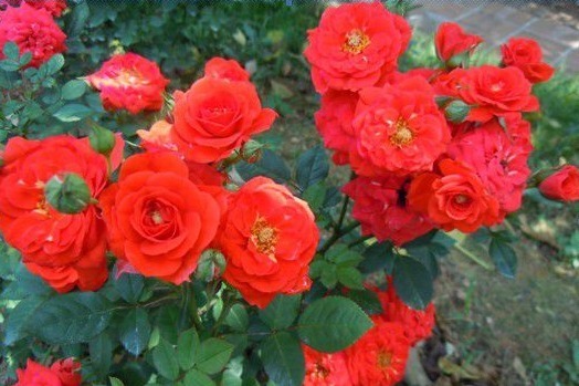 夏季想养盆月季花这五种月季花好养护，轻松开满盆，开花美极了