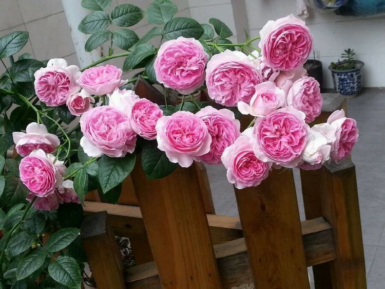 最好养的月季花,养护容易,四季开花,可以阳台盆栽,值得入手