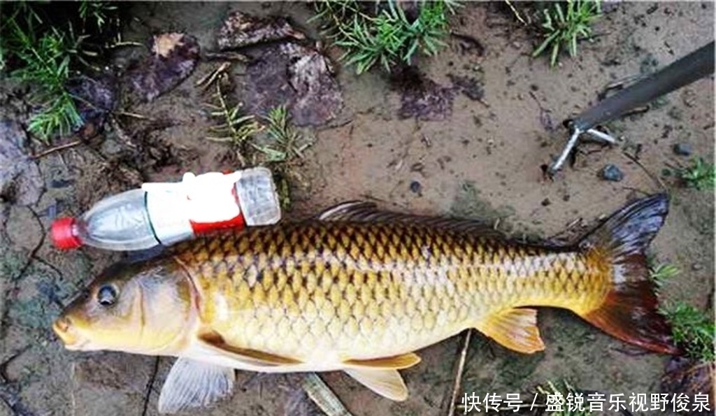 渔获|夏季野钓大鲤鱼,牢记这3个细节点,想没鱼都难