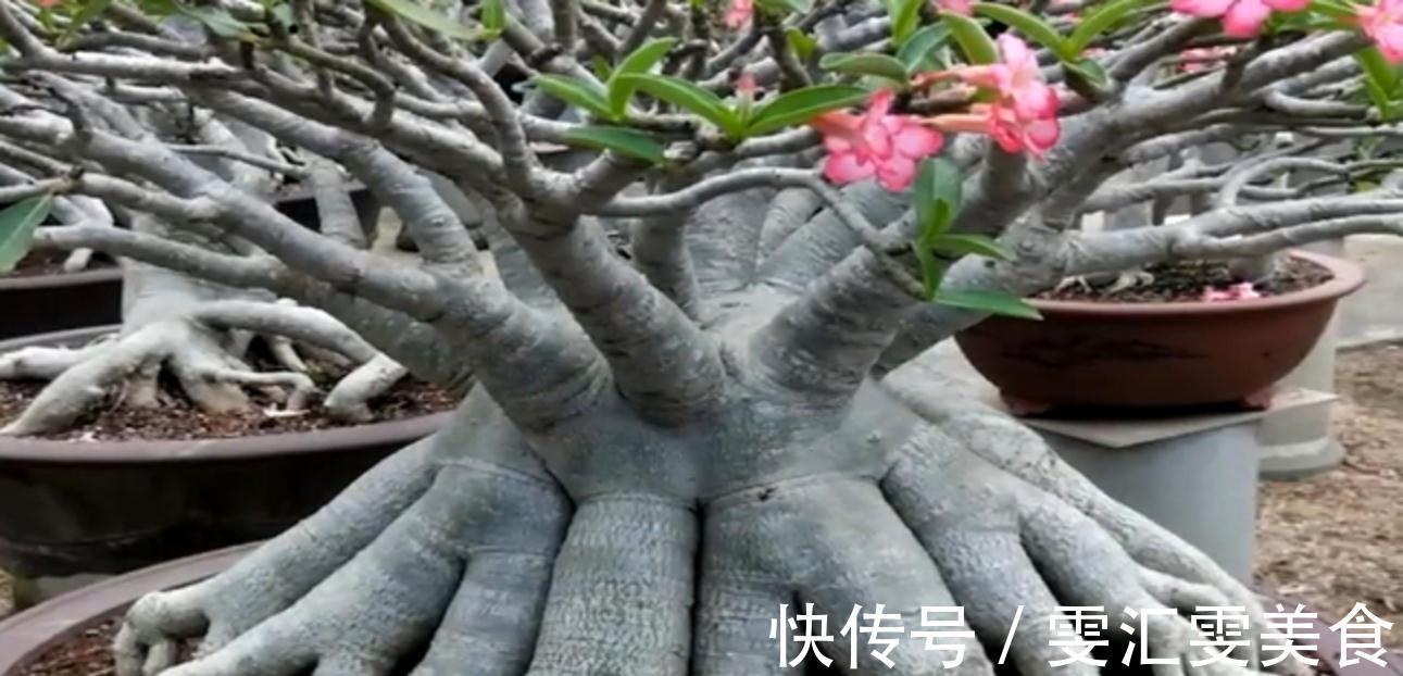 沙漠玫瑰“八爪根”如何养?教你正确做法,来年长出大粗腿,真牛