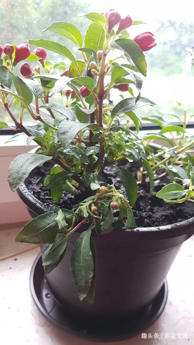 养护|6种特别怕热的花卉,度夏要多注意几点,夏天容易挂,养护要谨慎