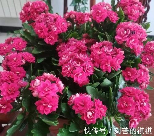 养花用什么水浇灌2种'万能浇花水',浇啥花都能越长越旺盛