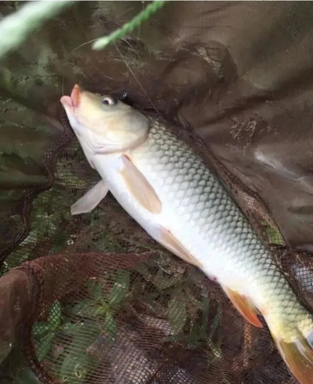 初冬野钓,一补窝就停口?老钓友用3招让鱼进窝就不想走!