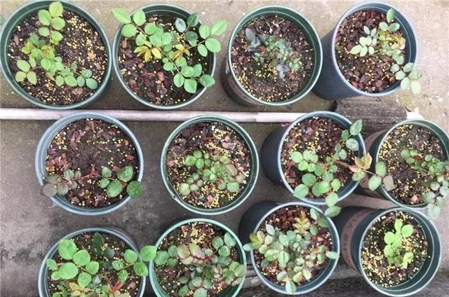 扦插最佳时期到了，有这花赶紧插，沾土就能活！