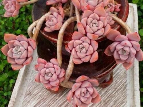 趁着春天给多肉撸点叶子瘦瘦身，不辜负这大好的季节，赶紧行动吧