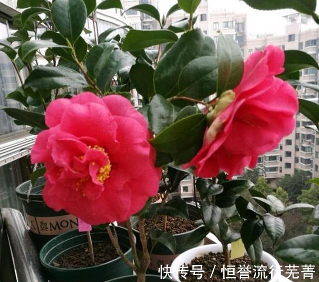 种植|它是“茶花美人”花大香浓、形似牡丹，正值花期，一起来观赏一下！