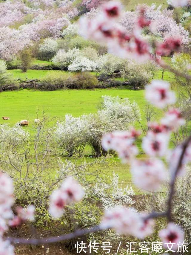 老年|在新疆伊犁杏花香雪里,等待杏花微雨中遇见你,从此一眼千年