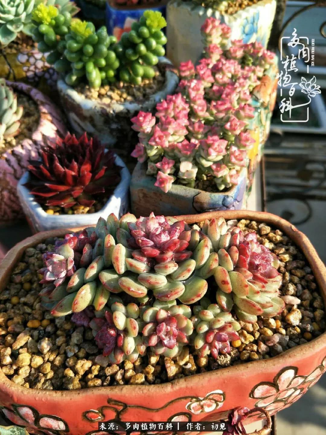 养多肉四周年,从初见到爱恋!幸福一直藏在浅薄的日子里!