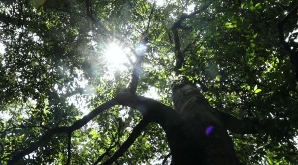 北回归线|文山三七宣传片——《时光里的三七》