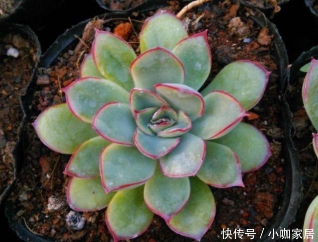 天冷温差大,多肉花月夜叶缘为什么不红?掌握3个方法叶边红起来