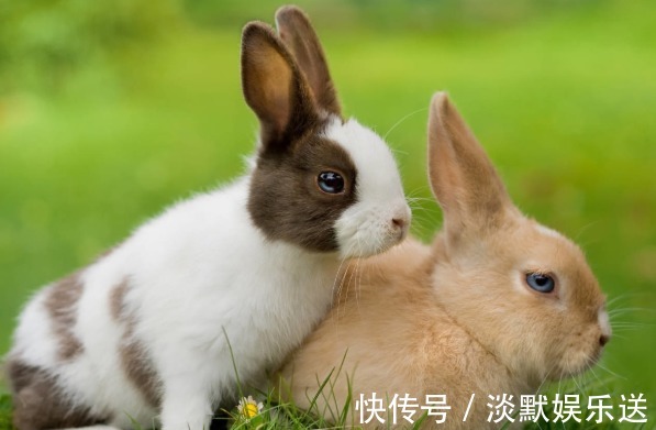 贵人|“兔兔兔”一生最“克”谁注定就是你命中的贵人，好好珍惜！