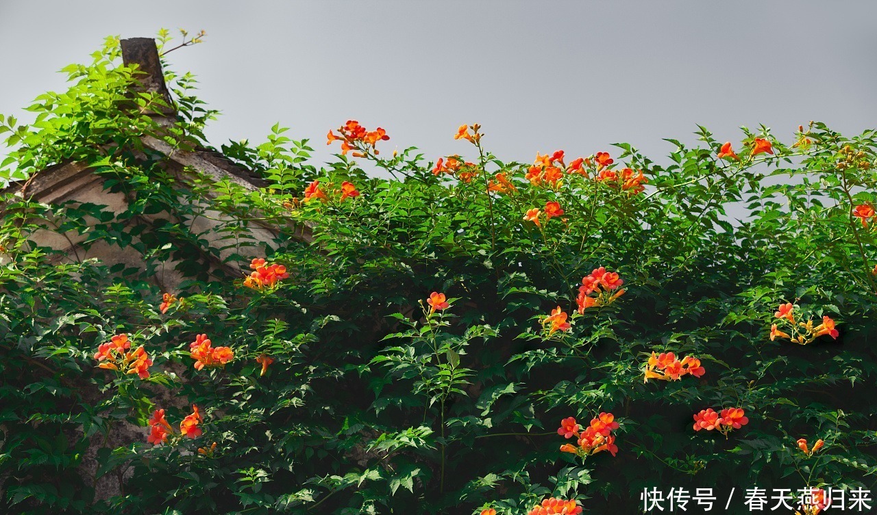 紫葳|此花是最为热情的母亲之花,是对母亲的爱,还是名花